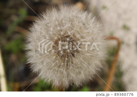 日本の春の野原で見かけたタンポポの種の綿毛 日本の春の野原で見かけたタンポポの種の綿毛 89360776