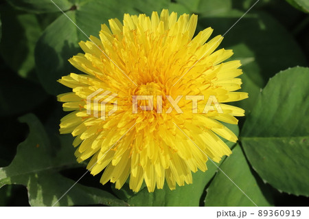 春の日本の野原に咲くタンポポの花 春の日本の野原に咲くタンポポの花 89360919