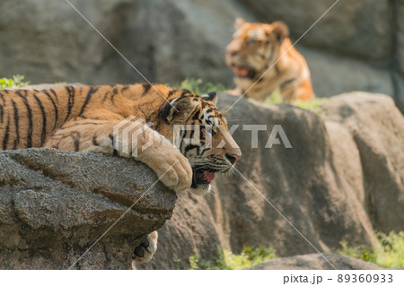 一歳のアムールトラの兄弟 89360933