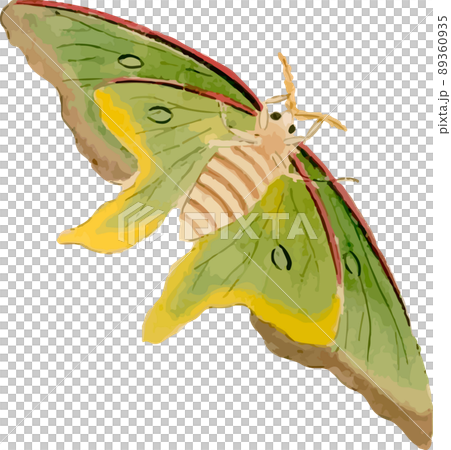 Moth 28_ Actias aliena 89360935