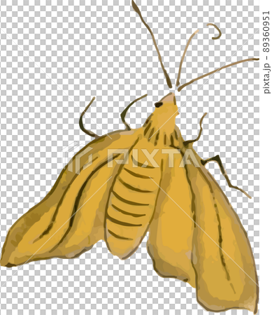 蛾20 蛾20 89360951