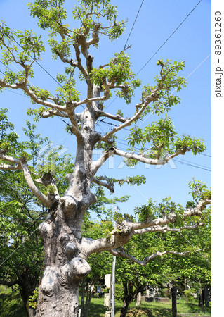 偕楽公園　三重県津市 89361260