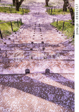 権現堂堤の桜並木、埼玉県の桜　中川沿の桜 89361527