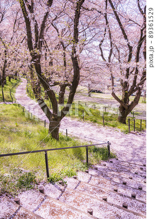 権現堂堤の桜並木、埼玉県の桜　中川沿の桜 89361529