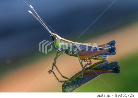 Grasshopper perching on a mirror 89361728