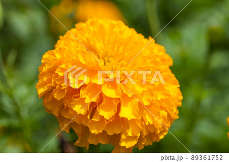 Yellow marigold flower with blurred 89361752