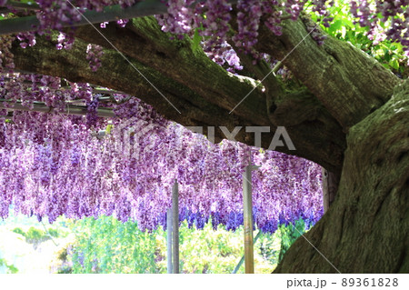 白藤の滝の水鏡 油絵風 89361828
