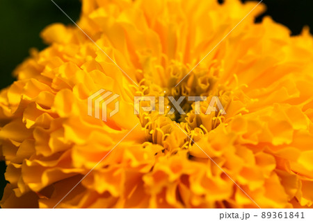 Yellow marigold flower with blurred Yellow marigold flower with blurred 89361841
