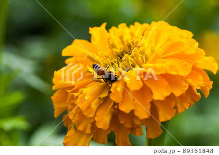 Yellow marigold flower with blurred 89361848