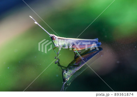 Grasshopper perching on a mirror 89361874
