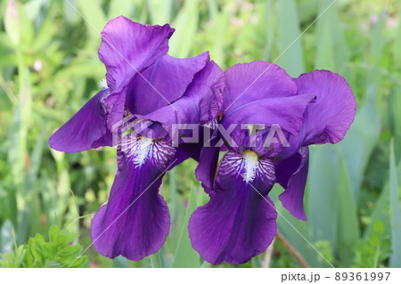 日本の春の野原に咲くジャーマンアイリスの紫色の花の写真素材