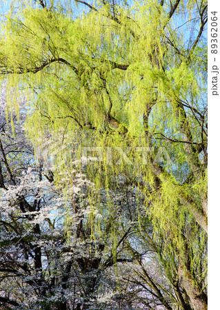 枝垂れ柳の新緑と桜　春の霞城公園　山形県 89362064
