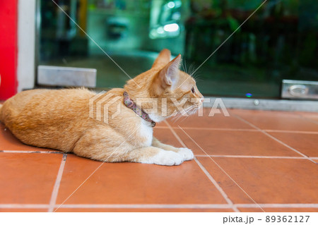 Cute brown fur cat on the floor Cute brown fur cat on the floor 89362127