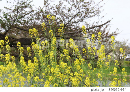 日本の春の野原に咲く菜の花 89362444