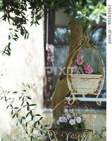 オリーブの木がある玄関【ハンギングしたペチュニア】 89362663