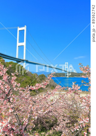 【愛媛県】快晴下の来島海峡大橋と満開の河津桜 【愛媛県】快晴下の来島海峡大橋と満開の河津桜 89362742