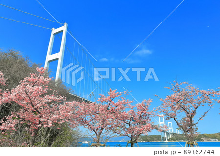 【愛媛県】快晴下の来島海峡大橋と満開の河津桜 89362744