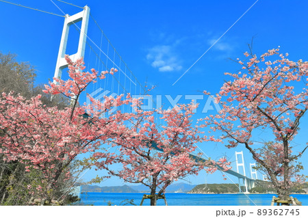 【愛媛県】快晴下の来島海峡大橋と満開の河津桜 89362745