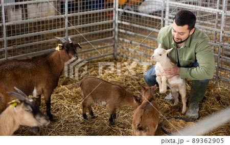 Farmer squatting with goatling in shed 89362905