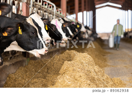 Cows eating cattle food in dairy farm 89362938