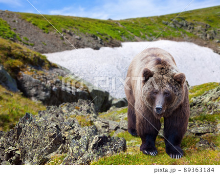 Brown bear Brown bear 89363184