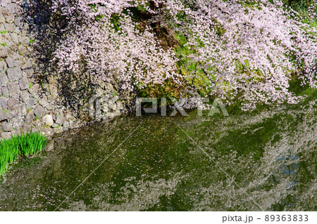 霞城公園　美しい満開の桜　山形県 89363833