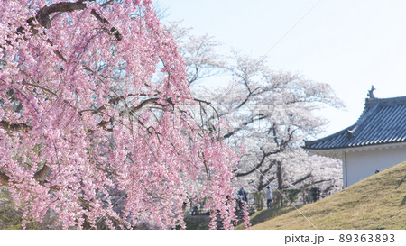 霞城公園ベニシダレザクラ　山形県 89363893