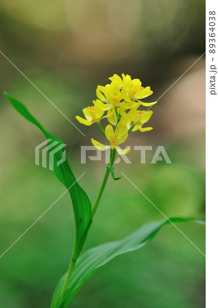 木漏れ日で輝く野生ラン　キンラン 89364038