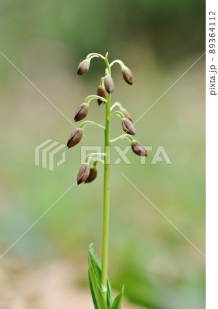 春咲きの野生ラン　エビネ 89364112