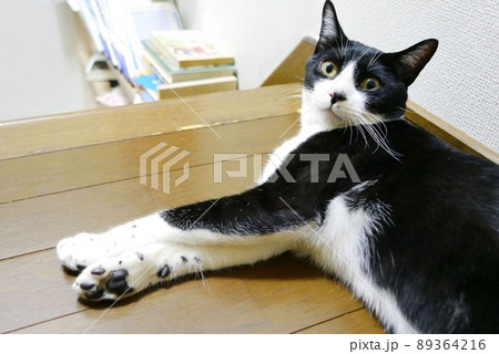 床を傷つけ本を倒した猫に注意した時の表情 89364216