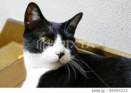 イタズラを注意されて目を逸らす猫 イタズラを注意されて目を逸らす猫 89364223