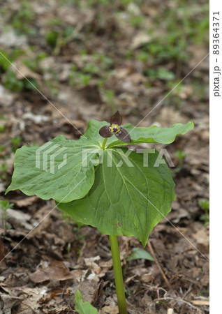 エンレイソウ 89364371