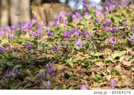 カタクリ カタクリ 89364379