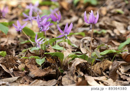 カタクリ カタクリ 89364380