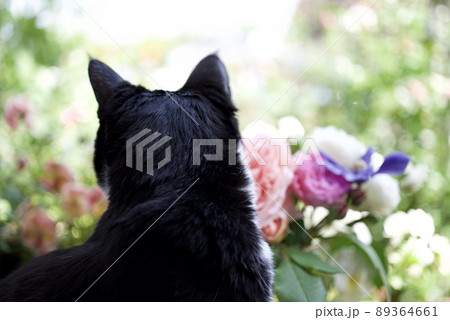 花に囲まれて庭を見る白黒の猫 89364661