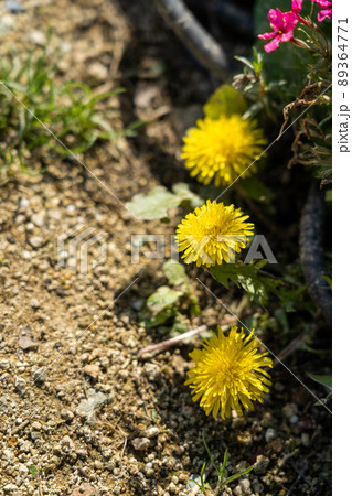 ヤマサ蒲鉾株式会社の芝桜 89364771