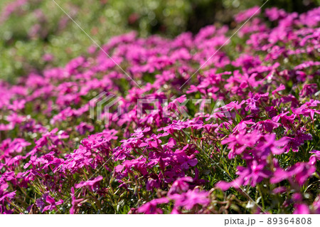 ヤマサ蒲鉾株式会社の芝桜 89364808