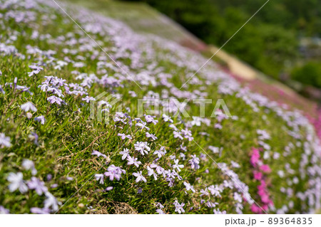 ヤマサ蒲鉾株式会社の芝桜 89364835