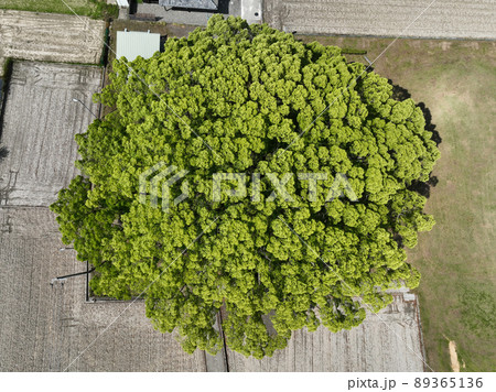 徳島県東みよし町 加茂の大クス 徳島県東みよし町 加茂の大クス 89365136