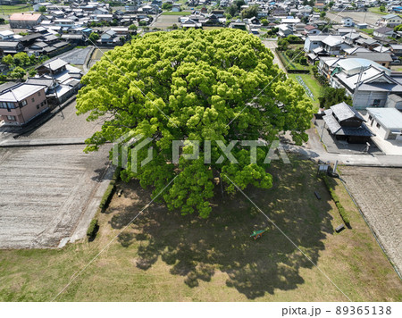 徳島県東みよし町 加茂の大クス 徳島県東みよし町 加茂の大クス 89365138