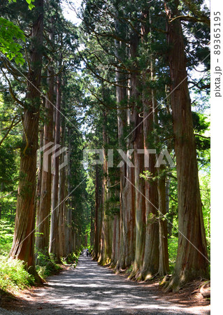 戸隠神社の随神門から約200本以上のスギの巨樹が続く杉並木は、澄んだ空気とマイナスイオンが一杯です。 戸隠神社の随神門から約200本以上のスギの巨樹が続く杉並木は、澄んだ空気とマイナスイオンが一杯です。 89365195