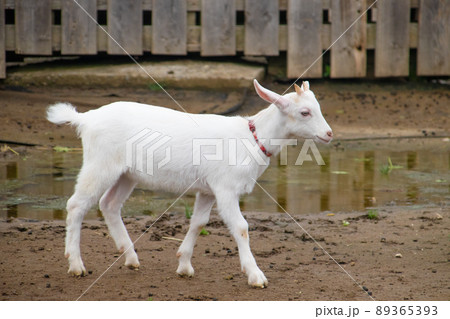 かわいい白ヤギ 89365393