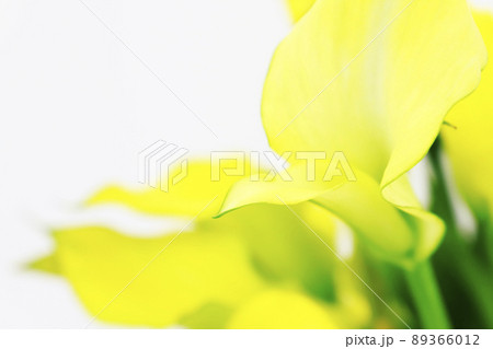 仏炎苞・黄色い花 89366012
