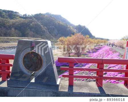 芝桜　シバザクラ　しばざくら　立谷川 89366018