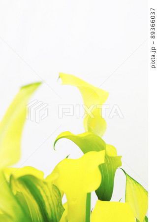 仏炎苞・黄色い花 89366037