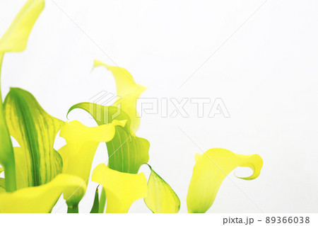 仏炎苞・黄色い花 89366038