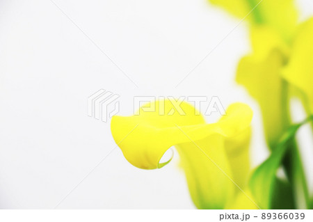 仏炎苞・黄色い花 89366039