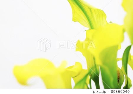 仏炎苞・黄色い花 89366040