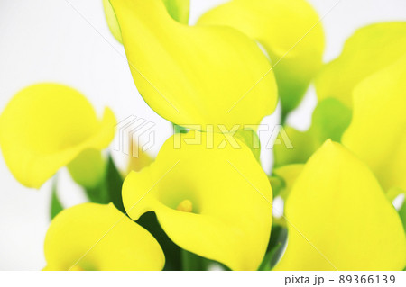 黄色い花・仏炎苞 89366139