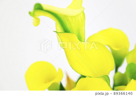 黄色い花・仏炎苞 89366140